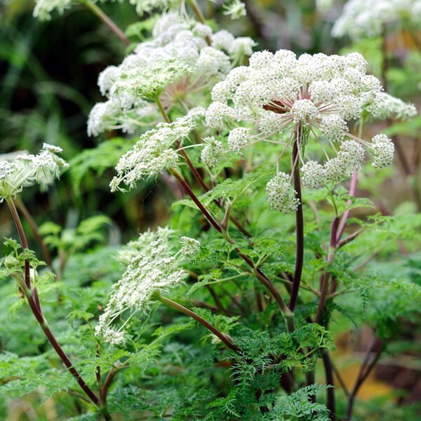 Selenium - Antioxidant Mineral for Eye Protection - OptiVell Vision Support